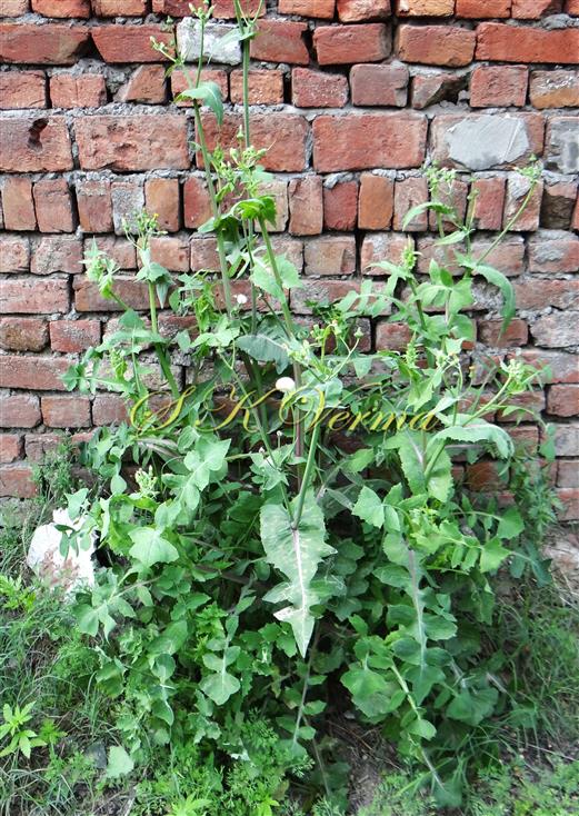  Plant